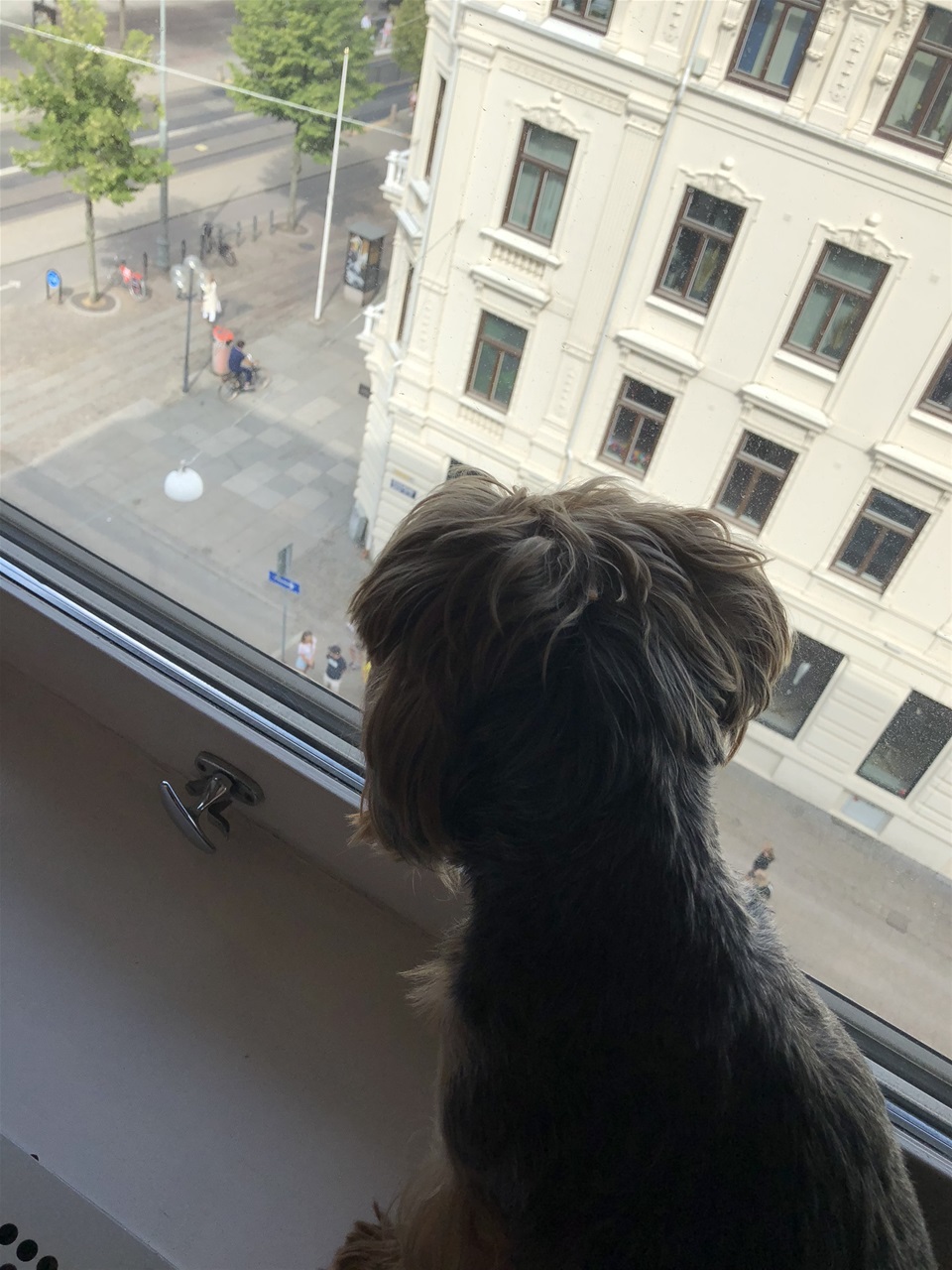 Hotellhund i Göteborg